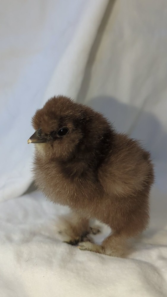 10 +Extras Chocolate partridge silkie hatching eggs