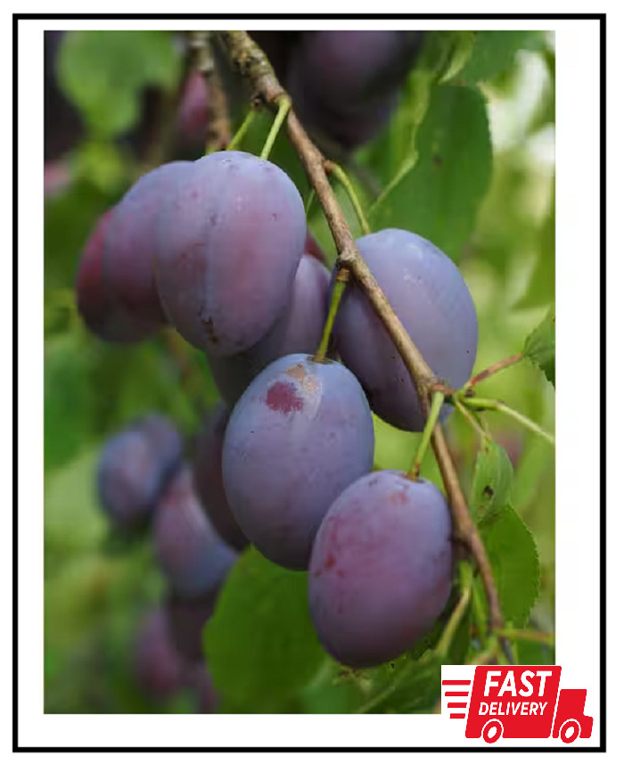 Dwarf Italian Plum Tree Bare Root