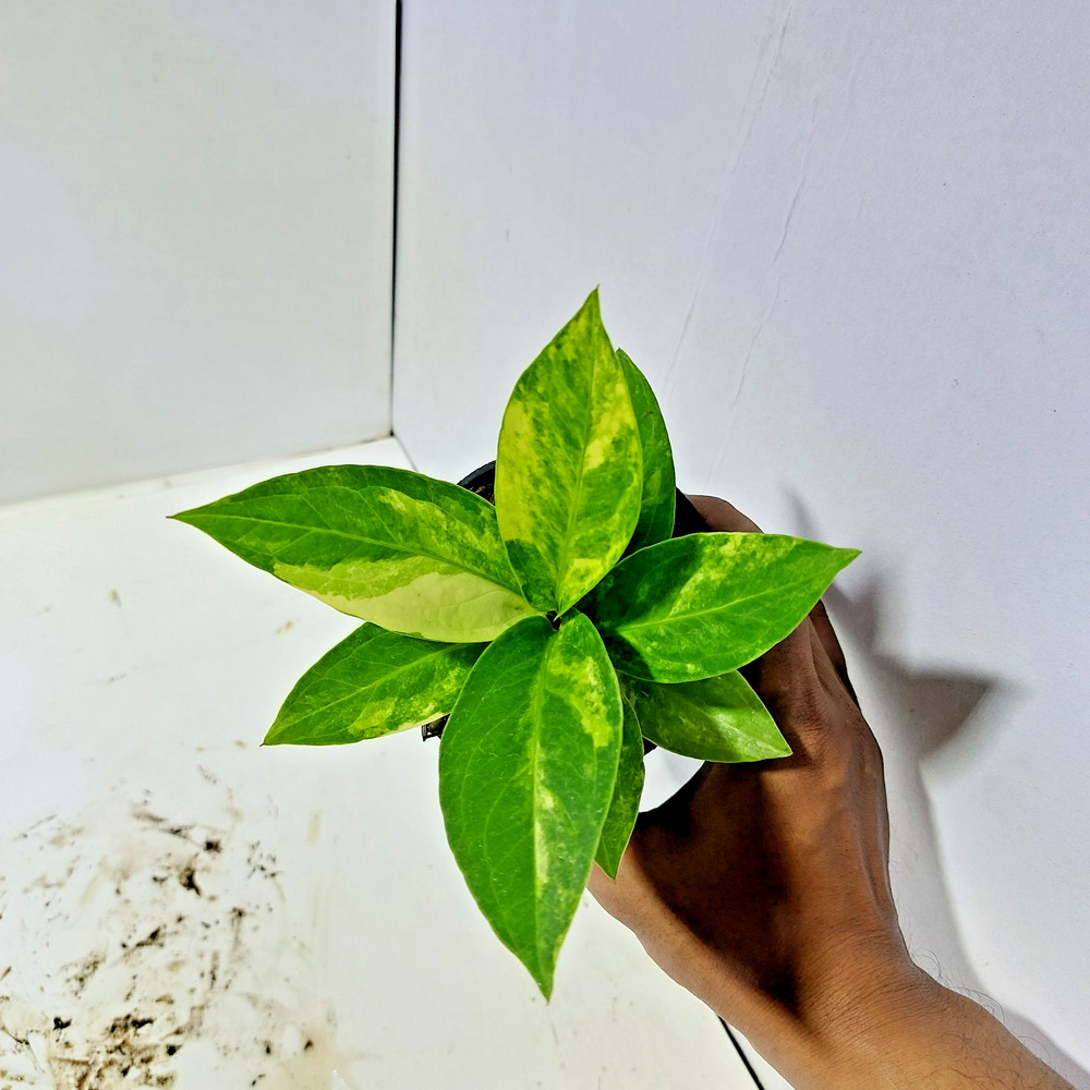 Anthurium Jemani Variegated Free Phyto