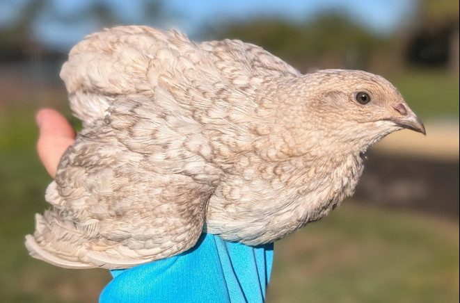 150 ++ Rainbow Coturnix Quail Hatching Eggs NPIP
