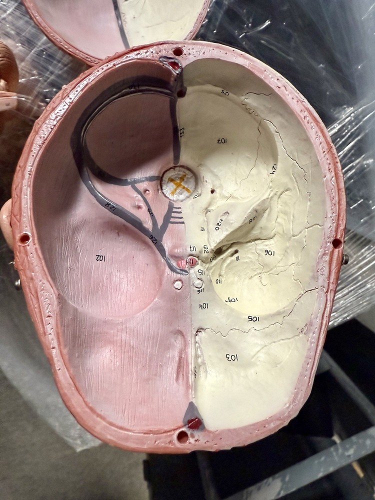 Head Model with Muscles & Vessels