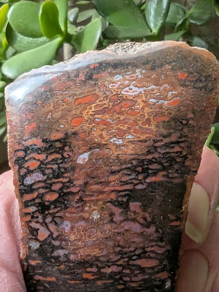Dinosaur Bone * Polished * 3.4 oz. *