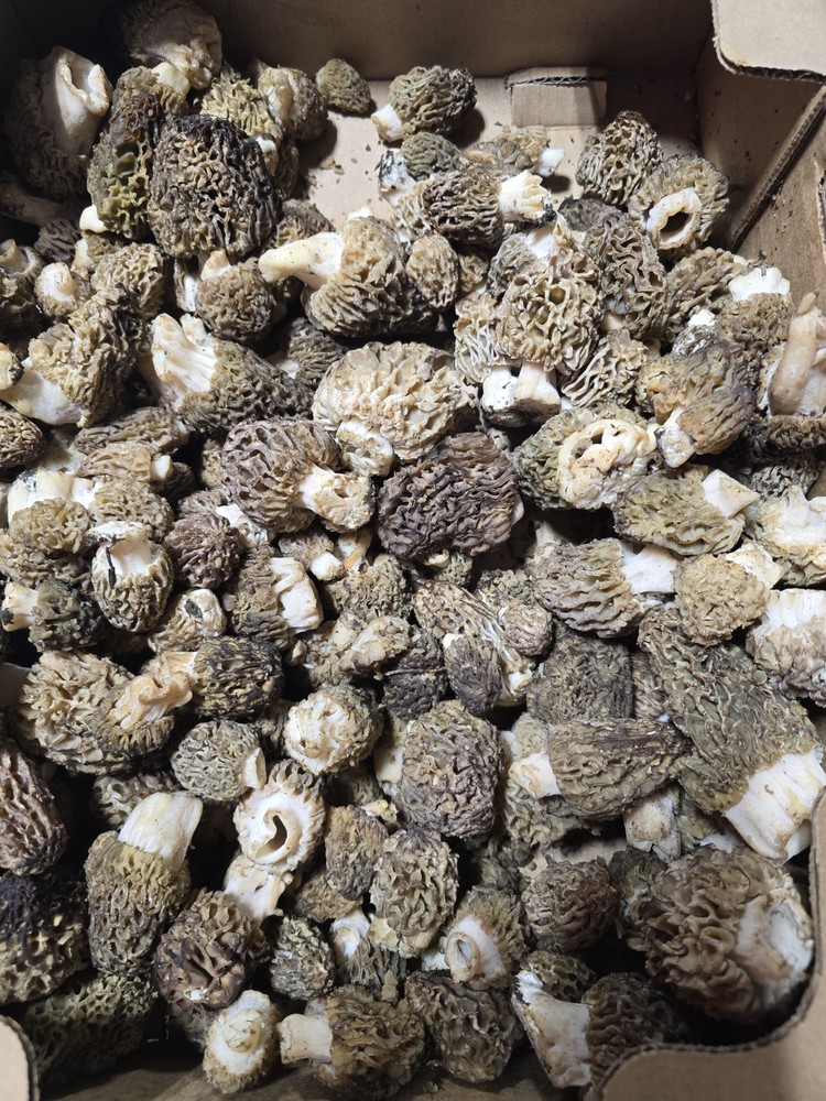 Fresh Morel Mushrooms- Various Colors/PER POUND