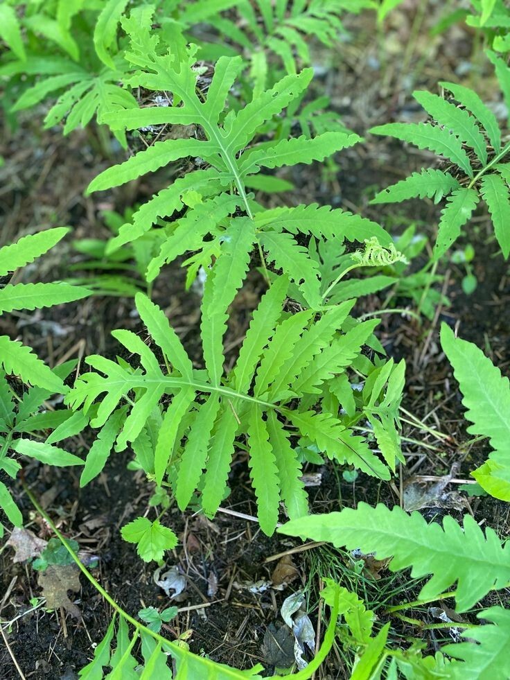 Onoclea Sensibilis (Sensitive fern) | Bare-root