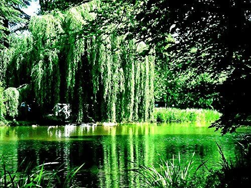 1 Bright Green Weeping Willow Cutting Wisconsin Weeping Willow Root
