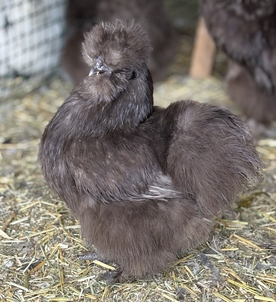 Chocolate/Mauve Silkie Hatching Eggs (8)