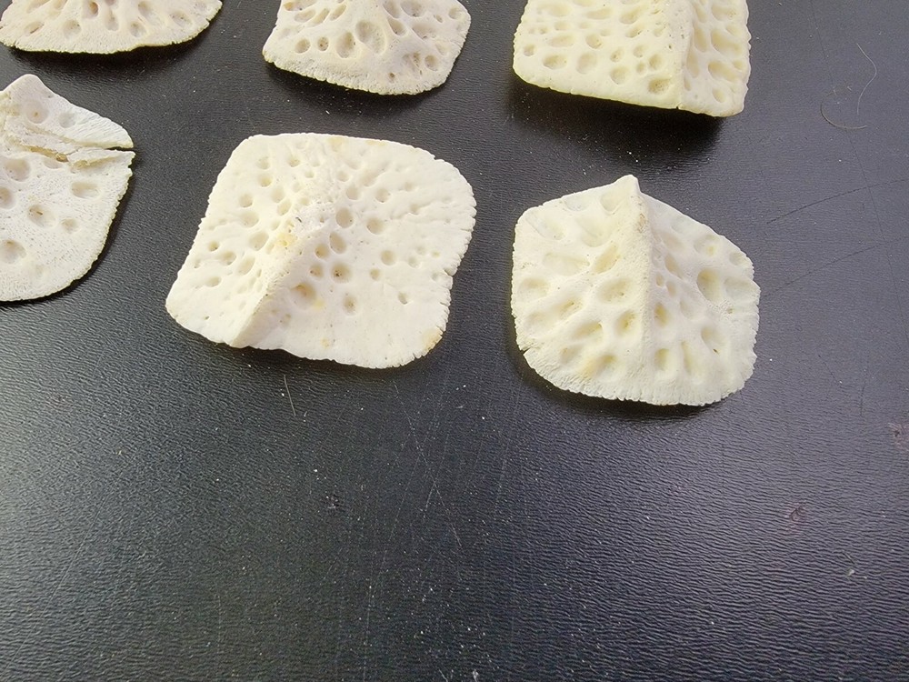 Gator ALLIGATOR BACK SCUTE bone bones BONY skutes croc weird OSTEODERMS CLEAN
