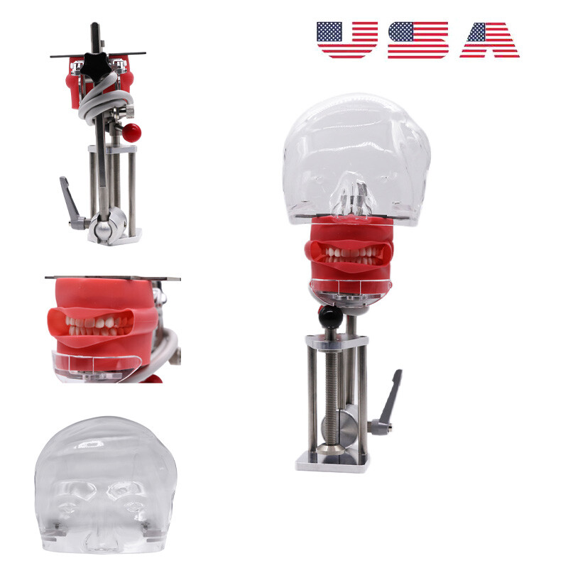 US Dental Simulator Mannequin Head Teeth Model Teaching Practicing Head Mold/