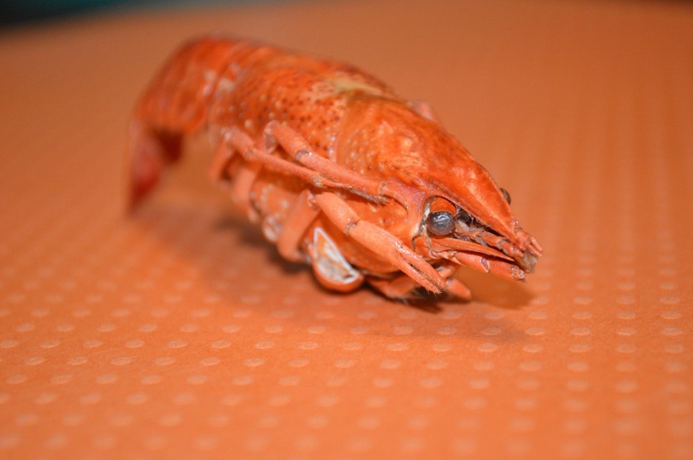 Whole Crayfish- Hermit Crab Food