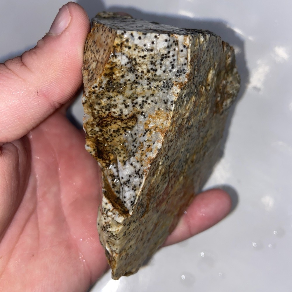Oolite Agate Rough Lapidary Stone 1 Pound 3 Oz