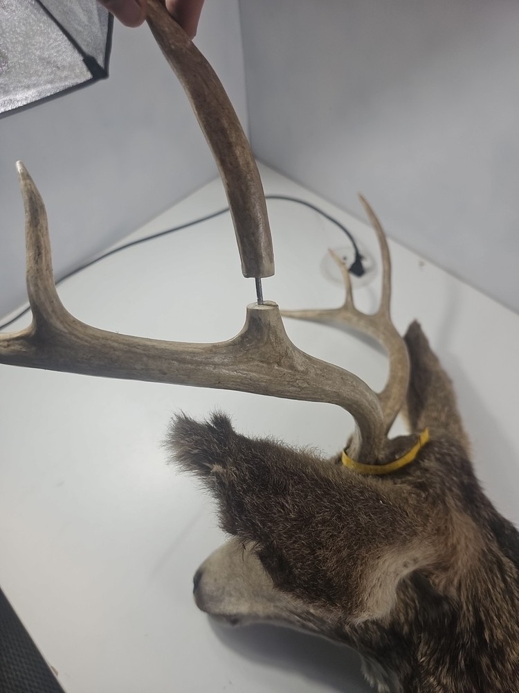Authentic White-Tailed Deer Head Wall Mount Taxidermy