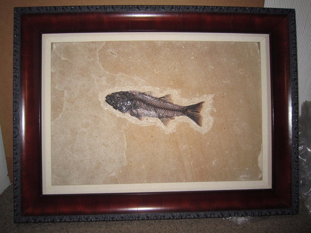Fossil "MIOPLOSUS" - Eocene  50 Million Years Old