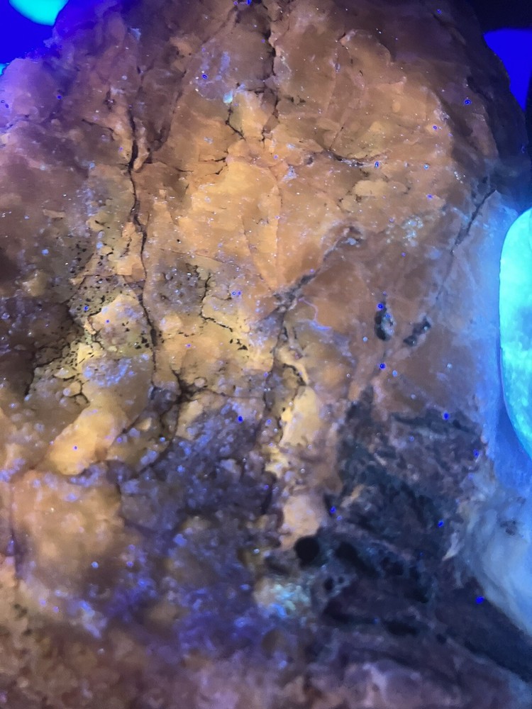 Opalized Wood , Fluorescent Under UV Light