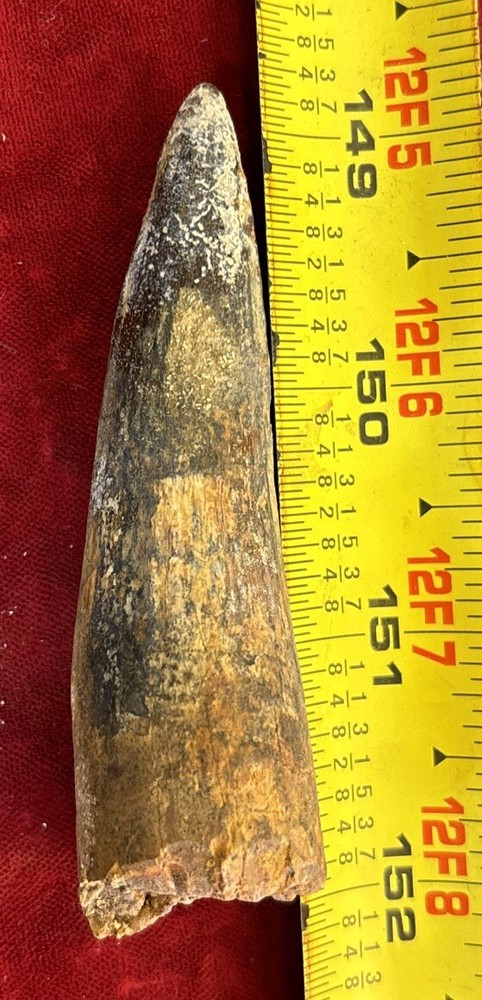 3 1/8 inch spinosaurus tooth