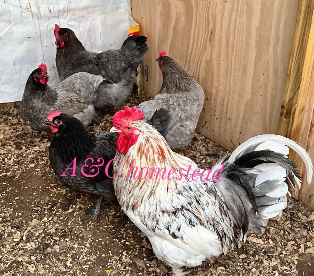 Splash , Blue , Black Cooper Maran Hatching Eggs 12 Pack