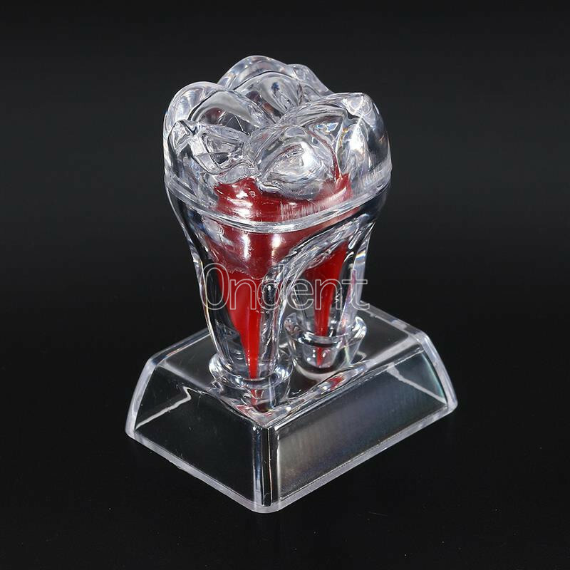 2X Detachable Tooth Model Plastic Teeth Crystal Base Separable Teaching Demo New