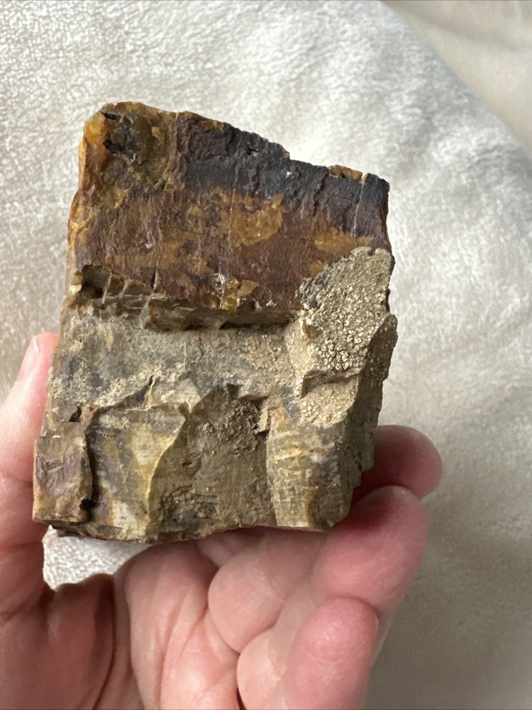 Petrified Wood