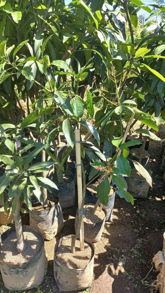 Grafted Mangifera Odorata