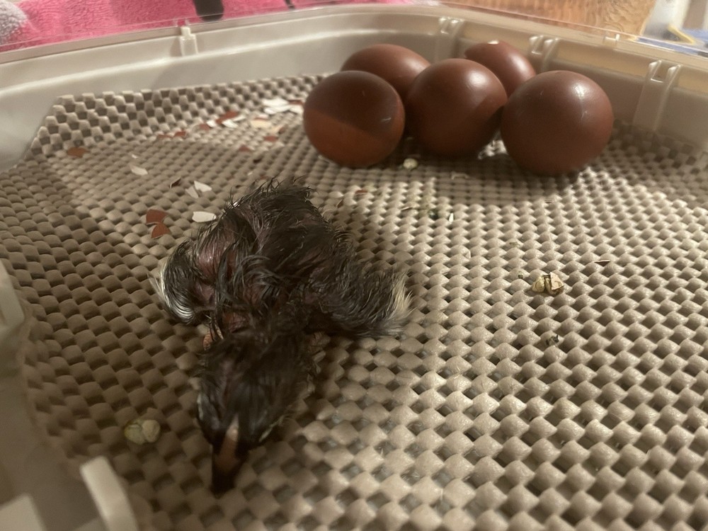 1 Dozen Black Copper Marans Hatching Eggs!