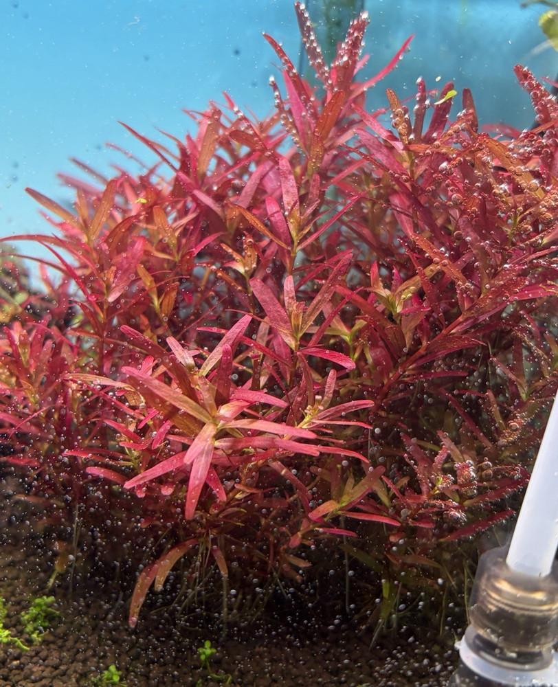 Rotala narrow leaf sp red