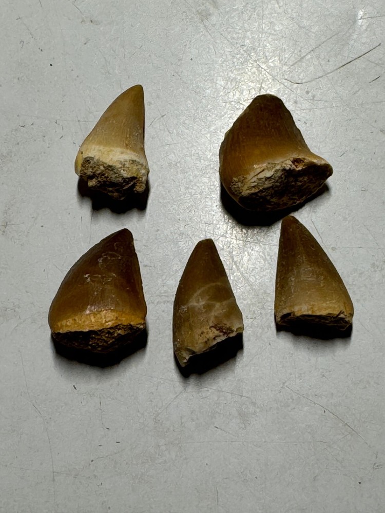 DINOSAUR MOSASARUS FIVE FOSSIL TEETH