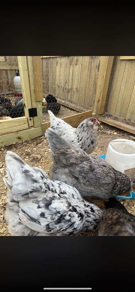 Splash Ameraucana Hatching Eggs