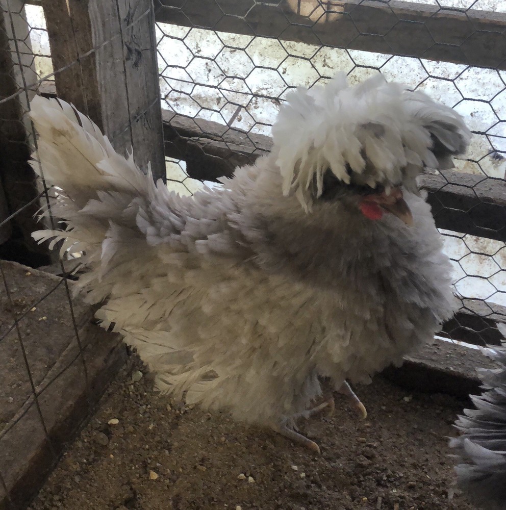 polish frizzle hatching eggs 15+ NPIP