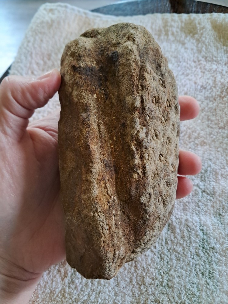 Stigmaria Root Fossil. S6