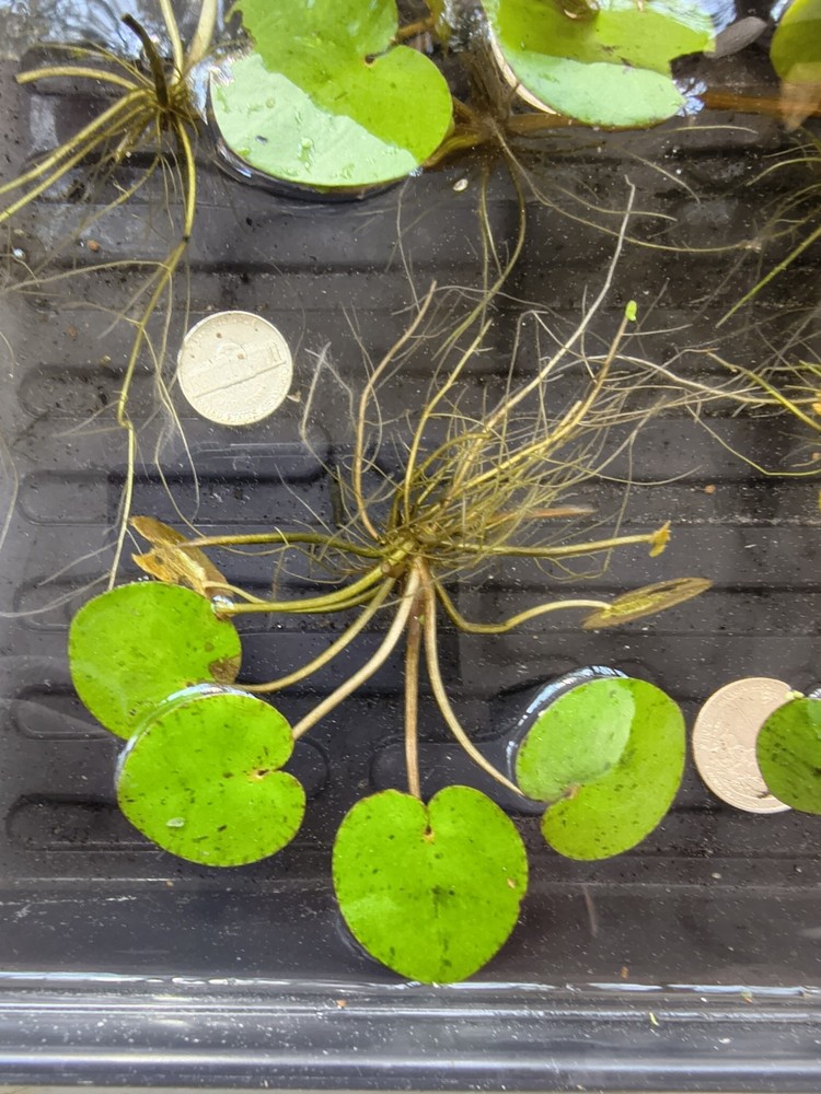 Floating Pond Plants Bundle Live Aquarium Plants Fish Safe Easy Beginner Pack