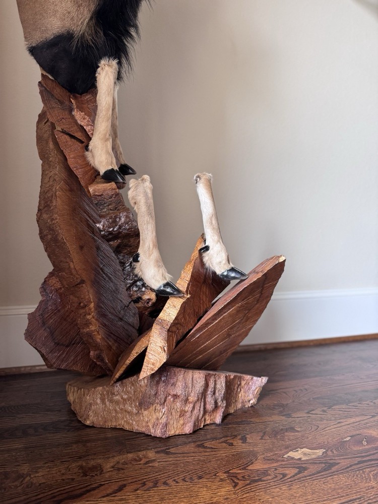 Ram Mount & leg Taxidermy
