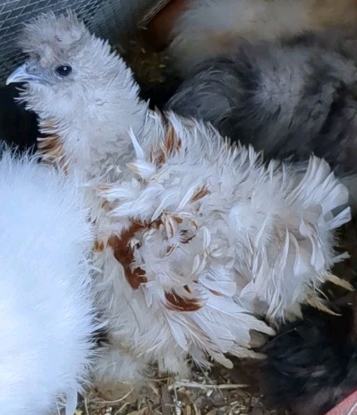 18 Silkie Hatching Eggs