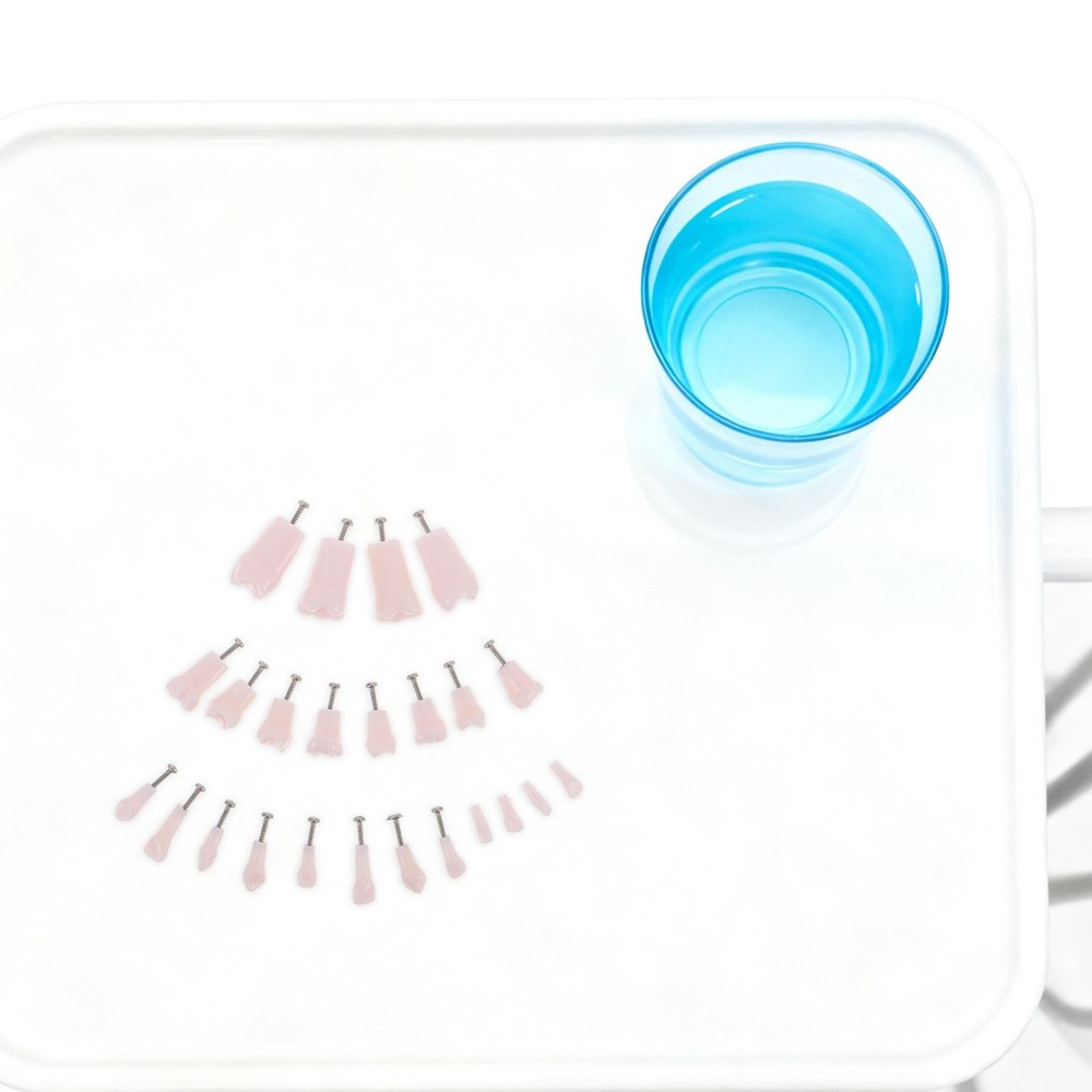 24pcs Typodont Teeth Model Dental Replacement Tooth Artificial Teeth