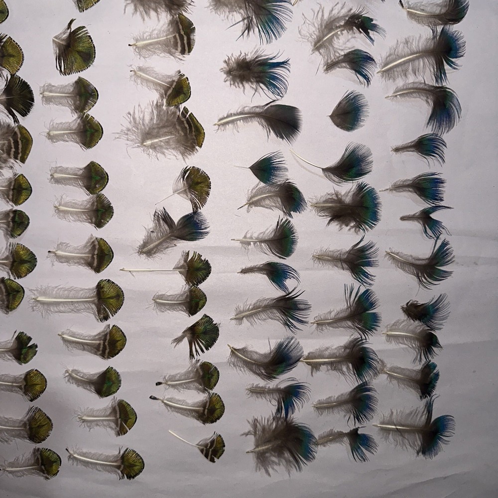 95 pc peacock feathers lot ref #2208