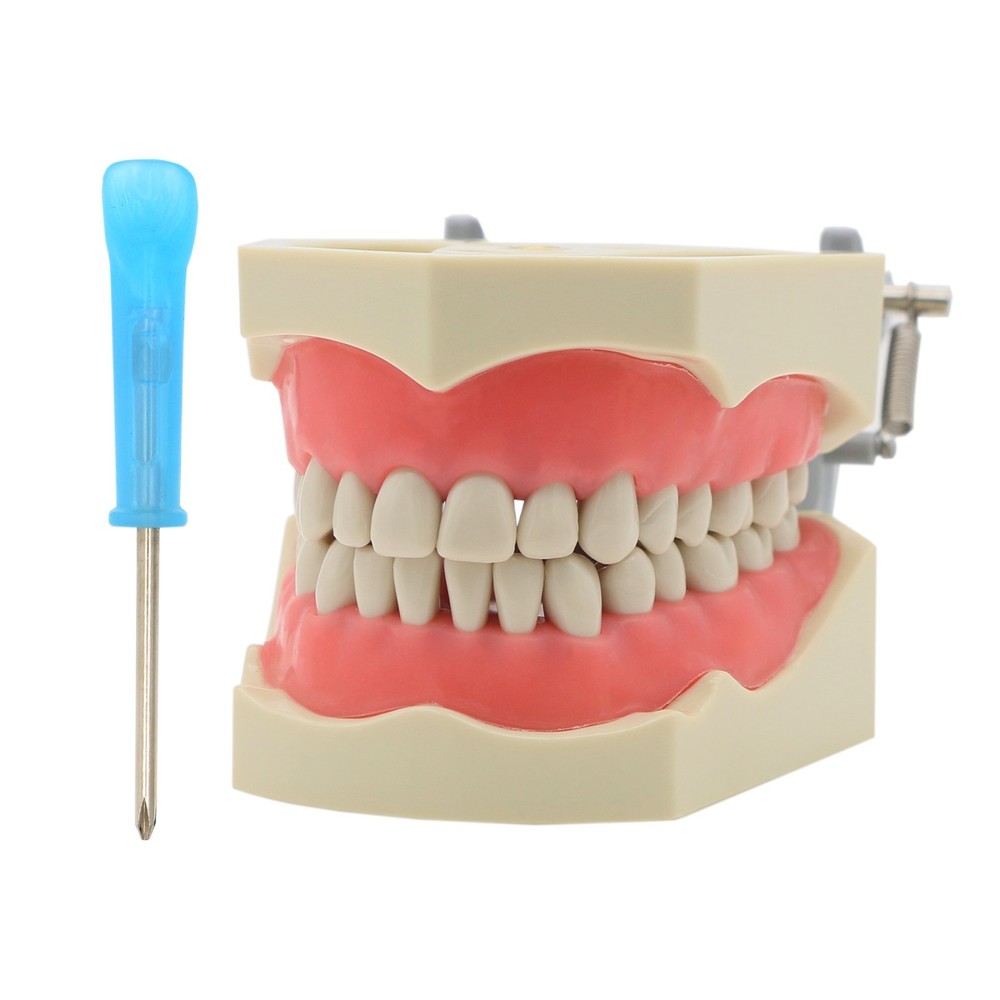 Columbia Dentoform 860 Dental Typodont Model 32pcs Removable Teeth Mounting Pole