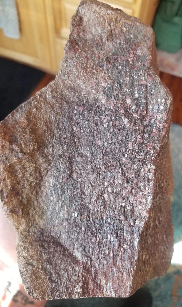Great 8.75Lb Multi Color Agatized Dinosaur Gem Bone Polished Specimen Display