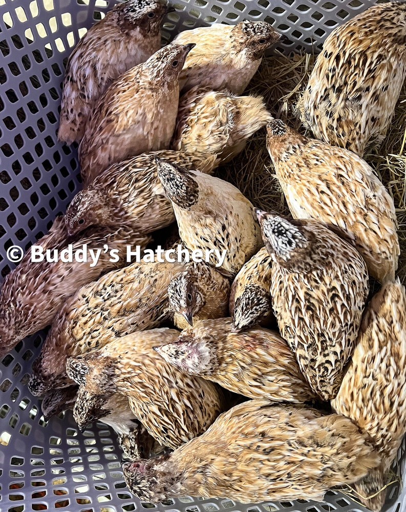 48 Mix All Rare Quail Hatching Eggs