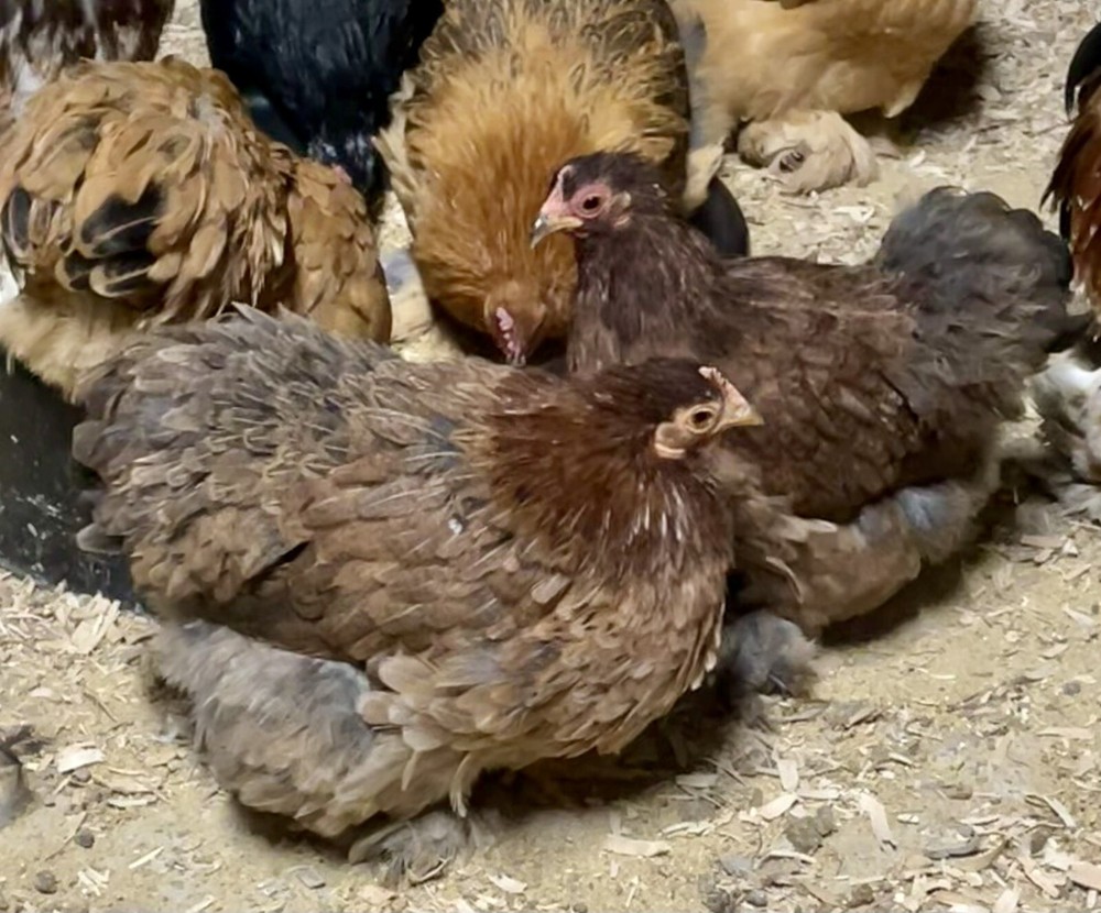 10 ++ FERTILE BANTAM COCHIN HATCHING EGGS Assorted Colors.