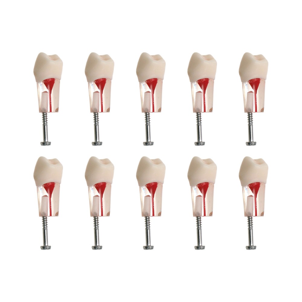 Dental Endo Root Canal Teeth Models Study RCT Practice Typodont Model #8006