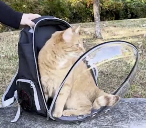 Cooling Pet Backpack Carrier Built-In Fan Bubble Cat Backpack Transparent Space