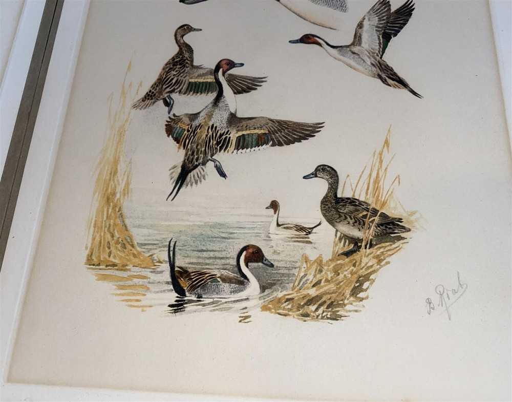 3 Riab Hand Colored Pencil Signed Mallards, Pintails & Redhead Duck Prints