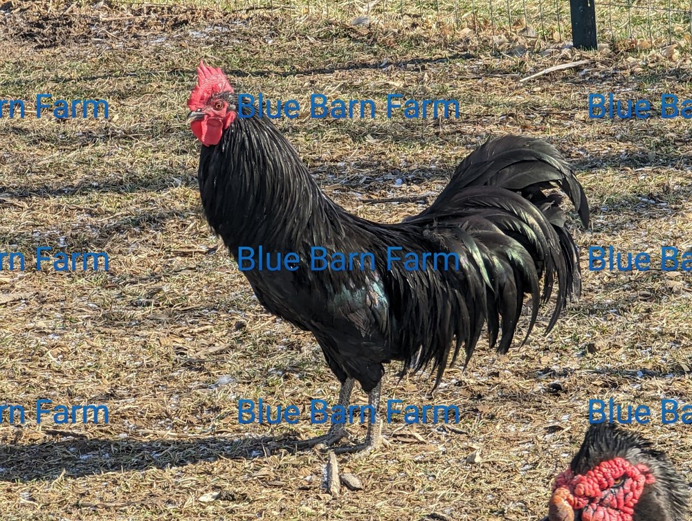 6+ Black PHOENIX Chicken Hatching Eggs. Rare, Elegant, Long-Tail Project Breed