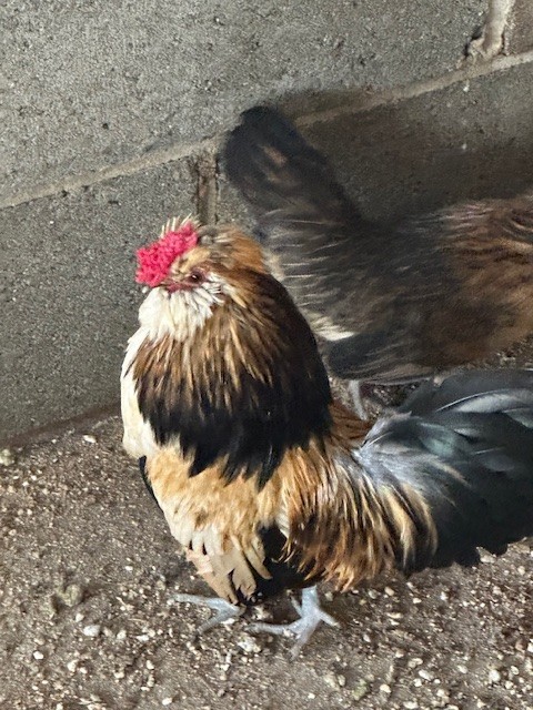 Barbu De Watermal Bantam 6 Plus Hatching Eggs