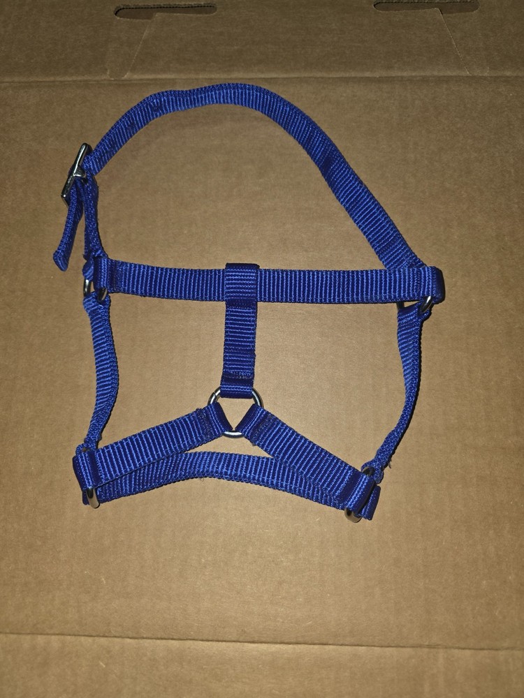 Foal Halter