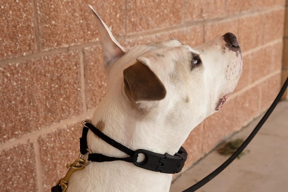 Large Dog Training Collar - Patented Design