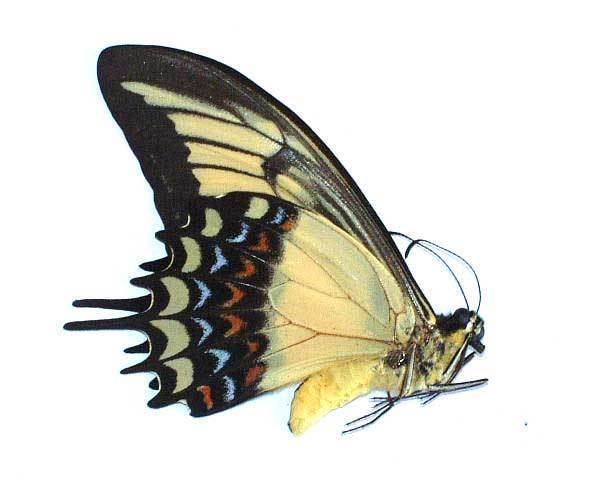 PAPILIO ANDROGEOS ANDROGEOS - unmounted butterfly