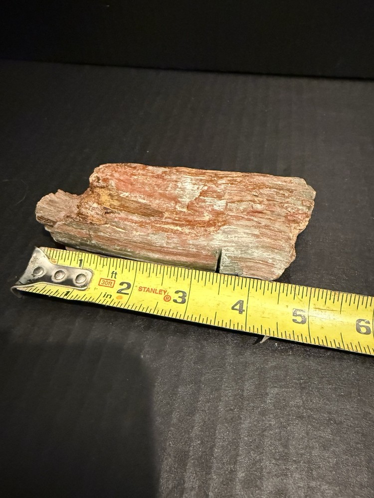 petrified wood