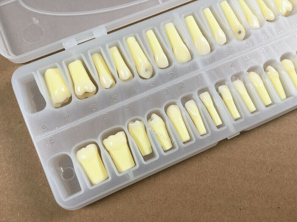 Dental Caries Remove Teeth Decayed Removing Practise Model Dentist Student Test