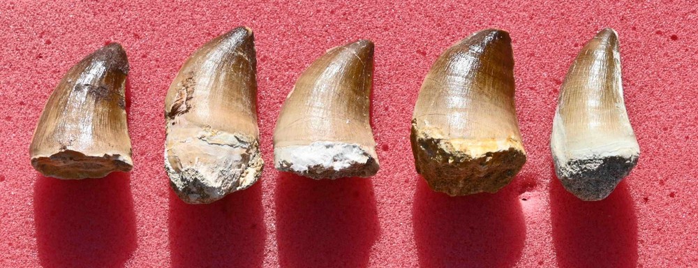 FIVE Big Mosasaur teeth, from Morocco