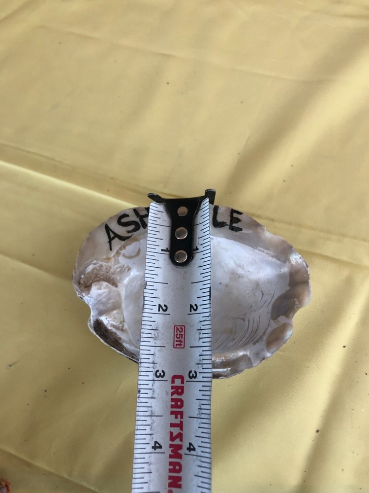 Real oyster shell ashtray