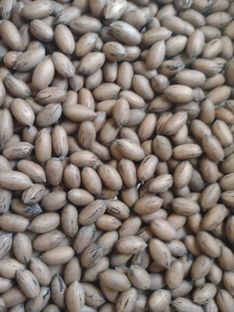 Fresh 2025 Crop PECANS IN SHELL  5 LB Organic NC Grown Medium Size Nuts